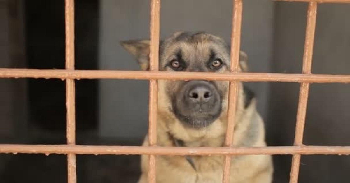 Balto, il cane adottato in un canile del Sud Italia; la sua storia