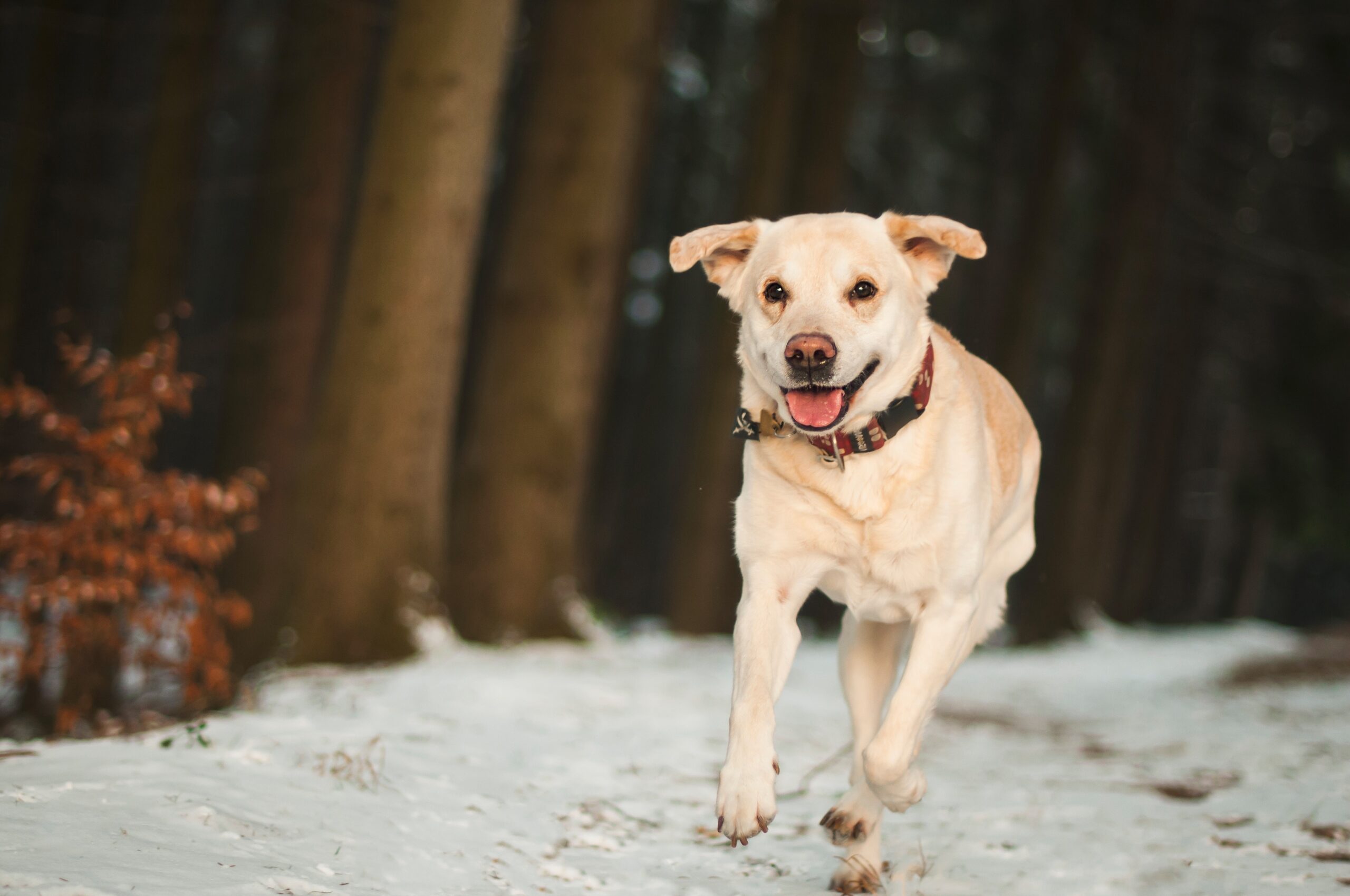 cane che corre