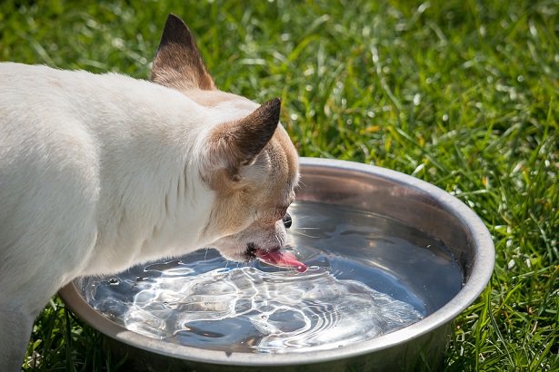 cane-idratazione-caldo