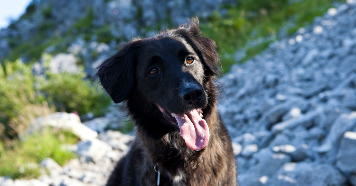 Cane in baita: tutti i consigli per una vacanza sicura