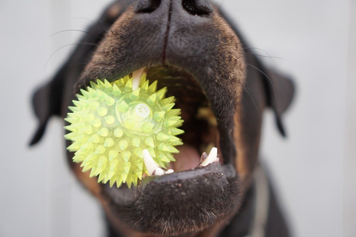 cane con una palla di gomma in bocca