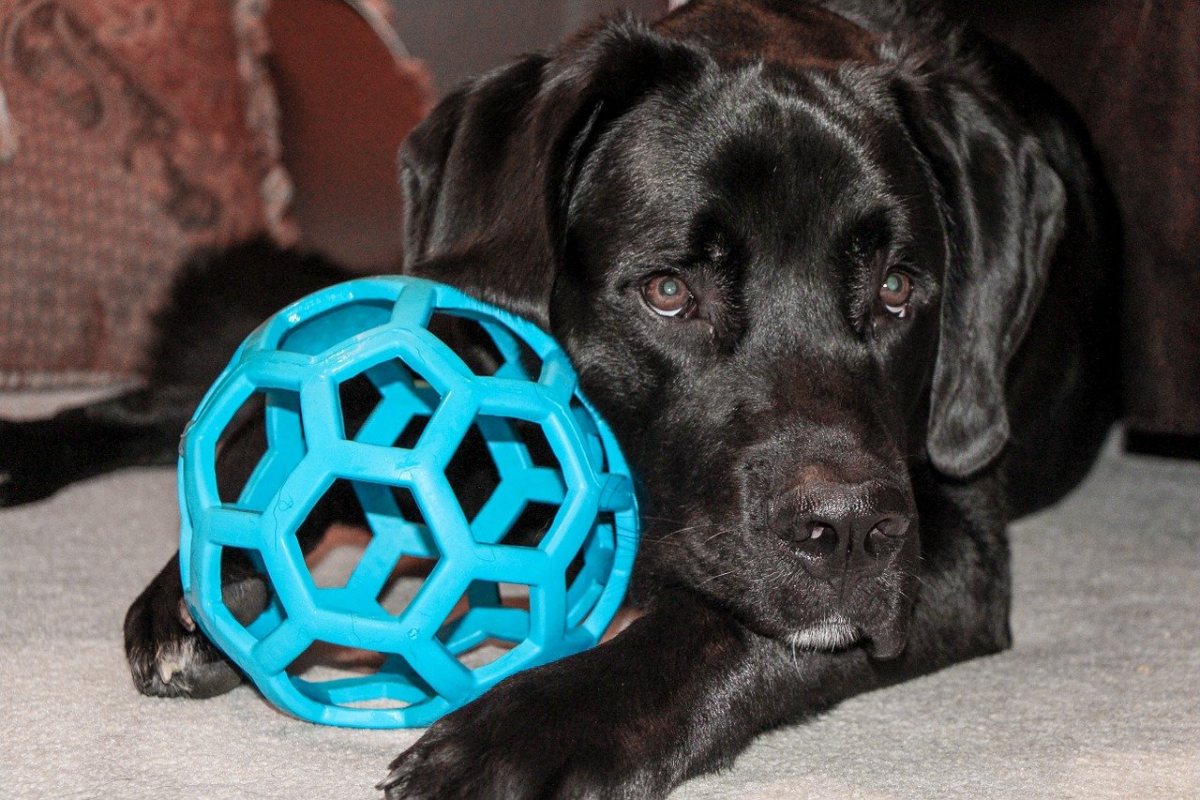 cane con una palla di plastica azzurra