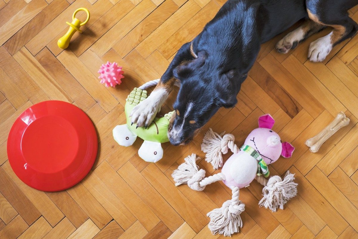 cane gioca con i suoi giocattoli