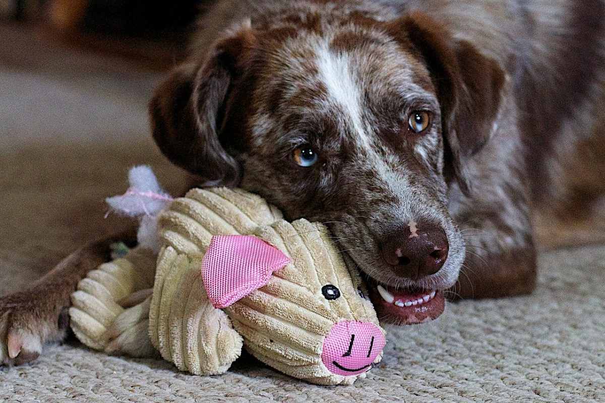 cane che gioca con un pupazzo