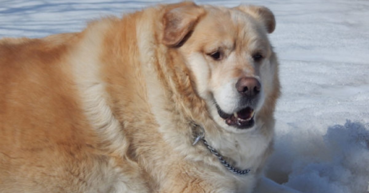 Cane obeso salvato dall’eutanasia dopo aver perso 45 chili