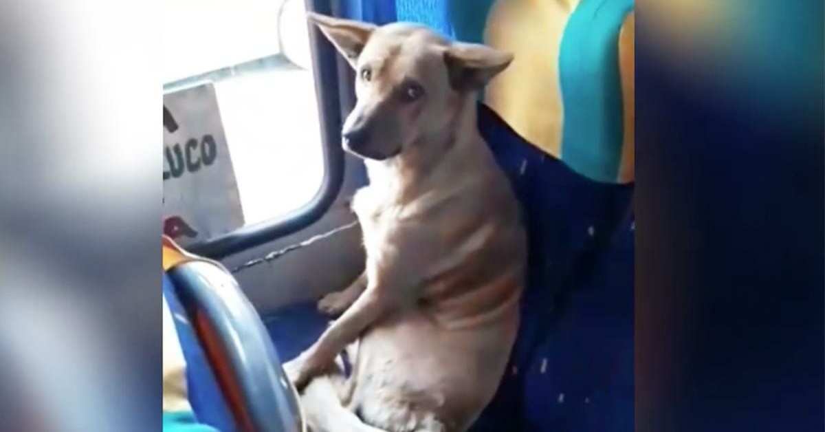 Cane sale sull’autobus e si comporta come un normale passeggero