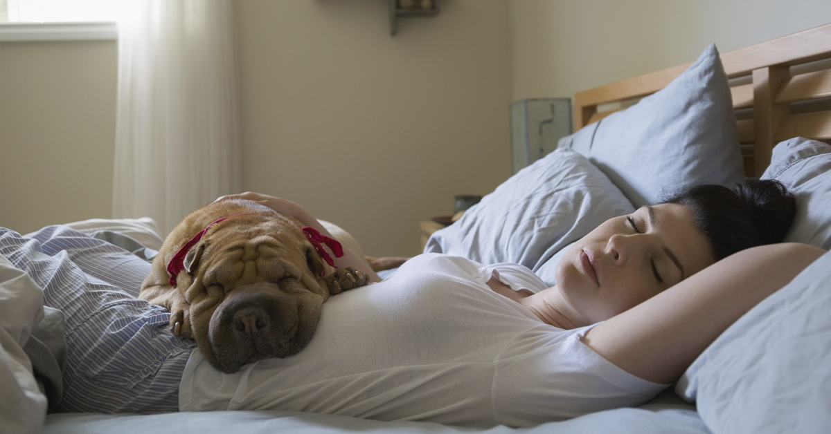 Perché il cane salta sul letto come un pazzo?