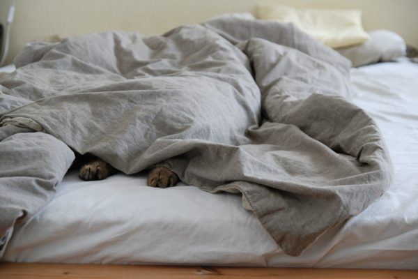 Cosa fare se il cane va sul letto