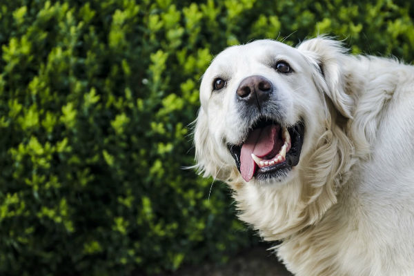 cane di grossa taglia