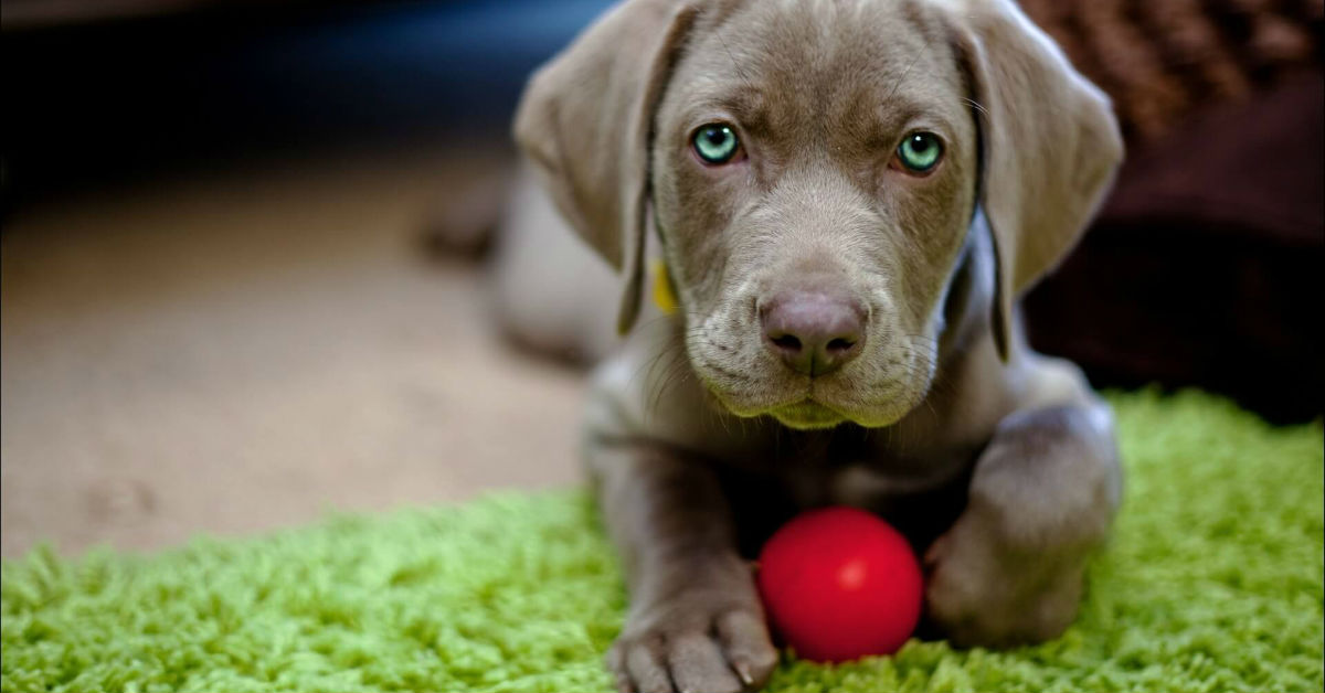 Cucciolo di cane, comportamenti normali e anomali: guida completa