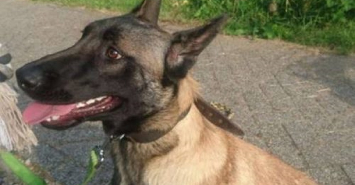 Cane salvato ripaga i soccorritori con un sorriso davvero strabiliante