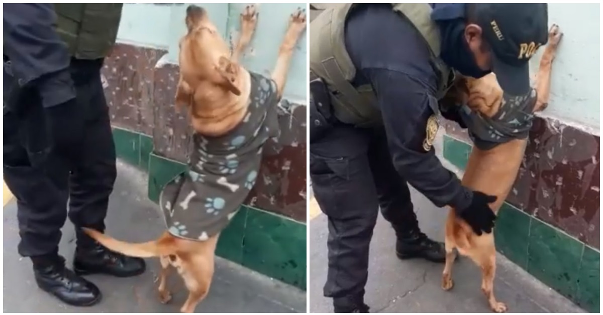 Cane si fa arrestare per farsi adottare dalle forze dell’ordine