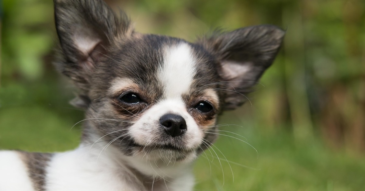 Il cane socchiude gli occhi se lo guardi: ecco come mai