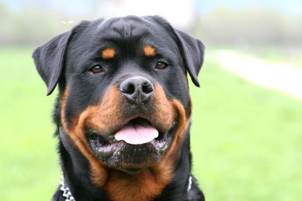 cane grosso e nero