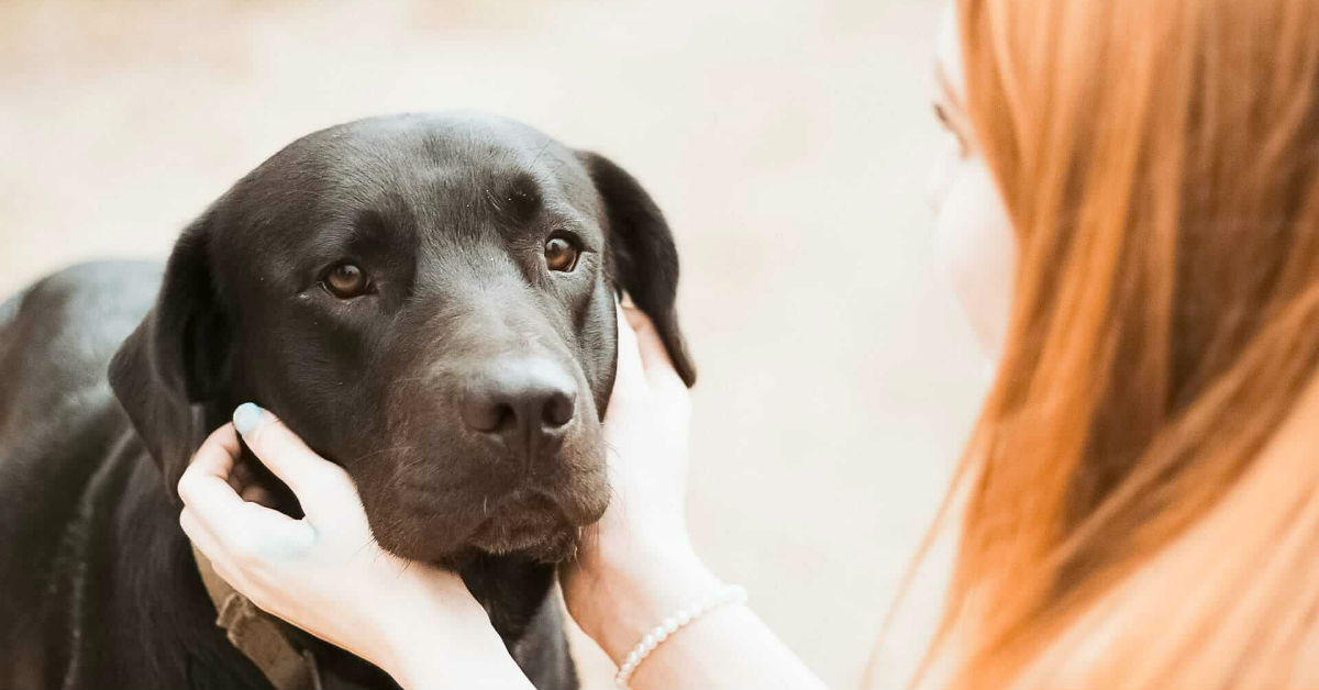 I cani capiscono la morte degli altri cani?