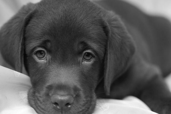 cucciolo di cane