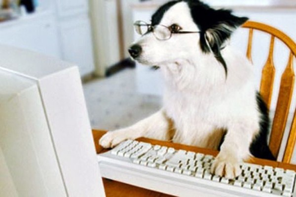 cane al computer