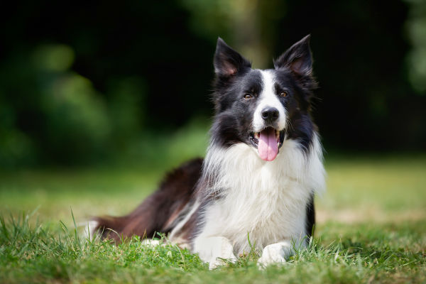 cane coricato