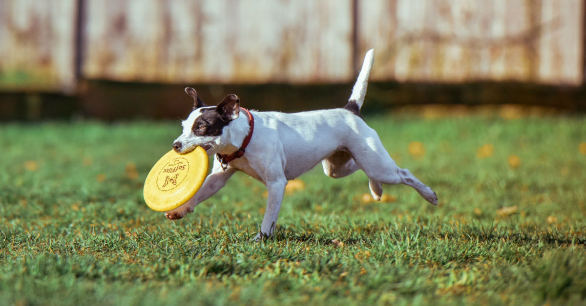 Cani combinaguai: le razze che si mettono facilmente nei pasticci