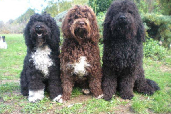 tre cani
