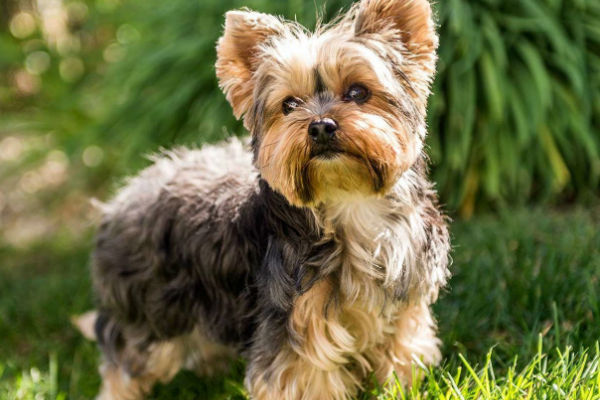 cane in giardino