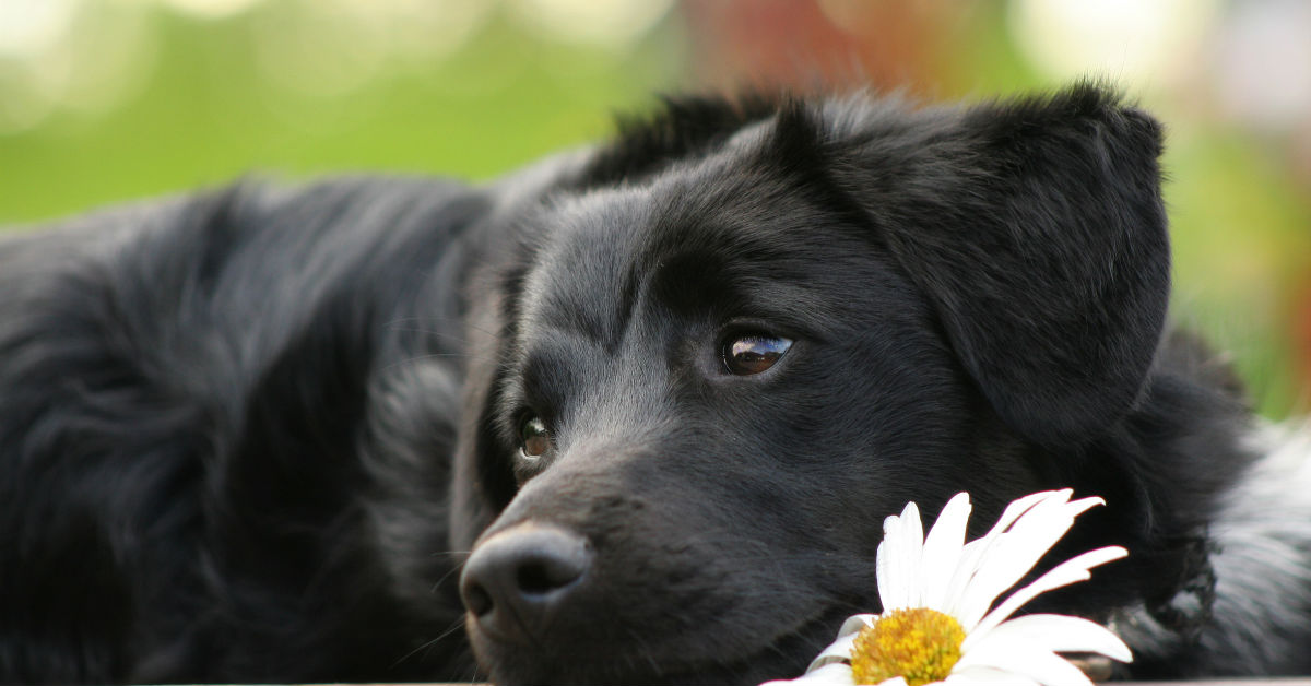 7 razze di cani con problemi allo stomaco