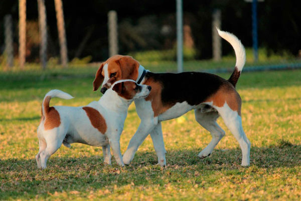 addestrare il cane a proteggerti