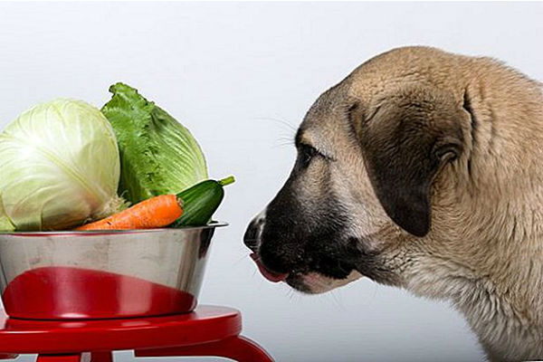 cane che guarda verdura