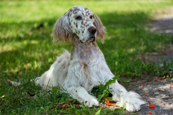 cane coricato