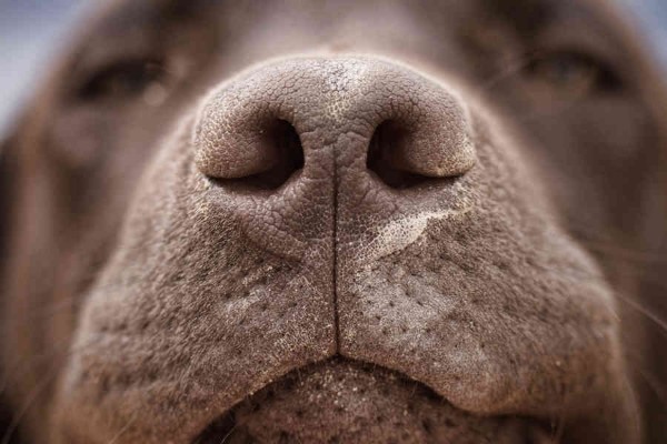 naso del cane