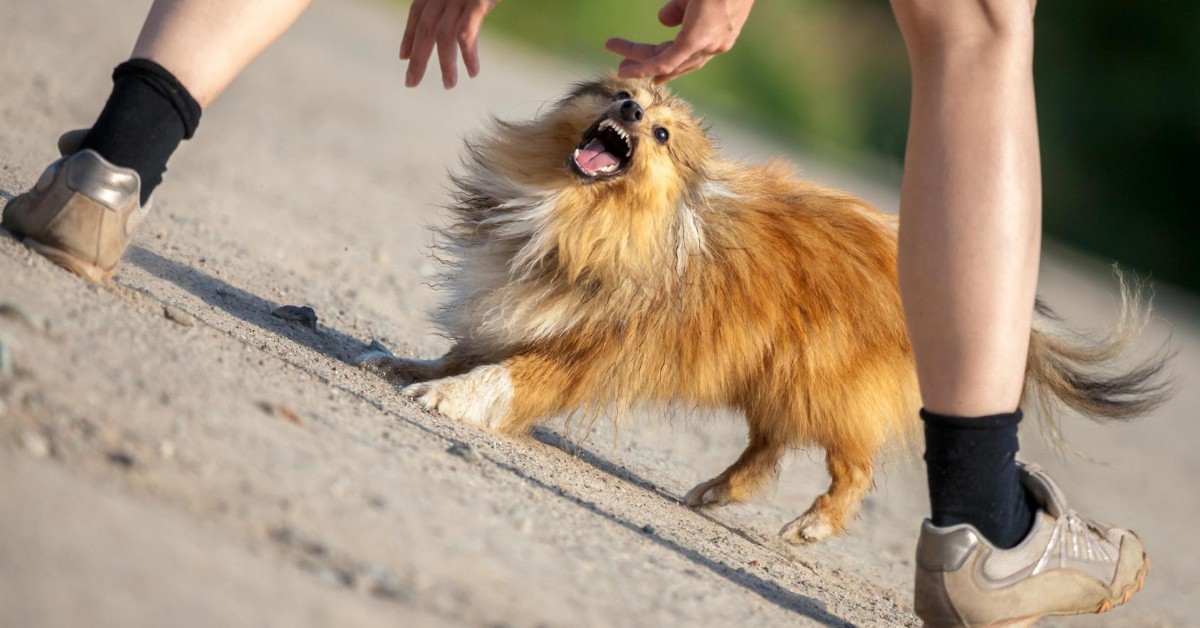 Cani e paura umana: come reagiscono quando siamo spaventati?