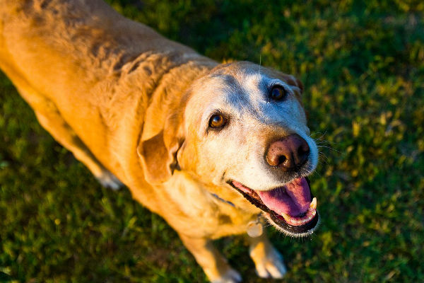 cane che guarda