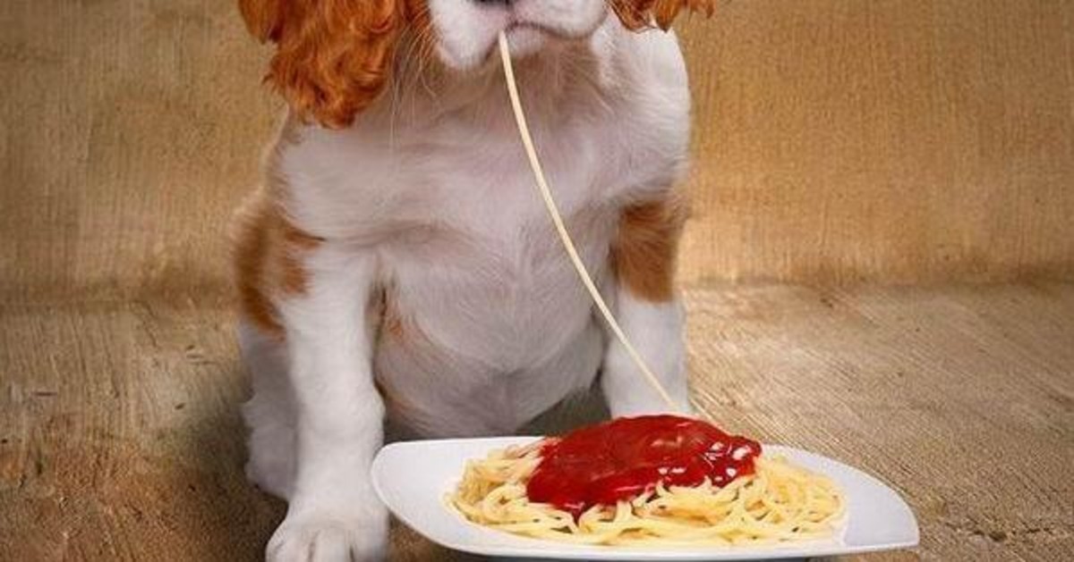 cane mangia la pasta