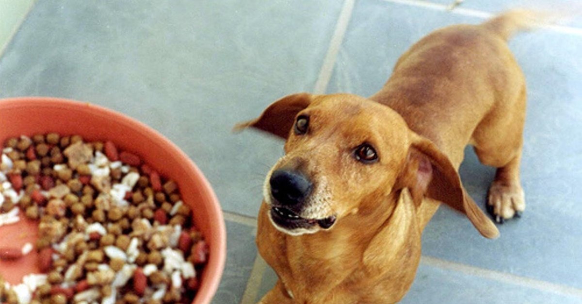 Cani e semi di chia: possono mangiarli? E come?