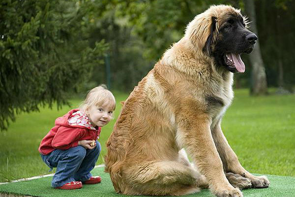 cane grosso