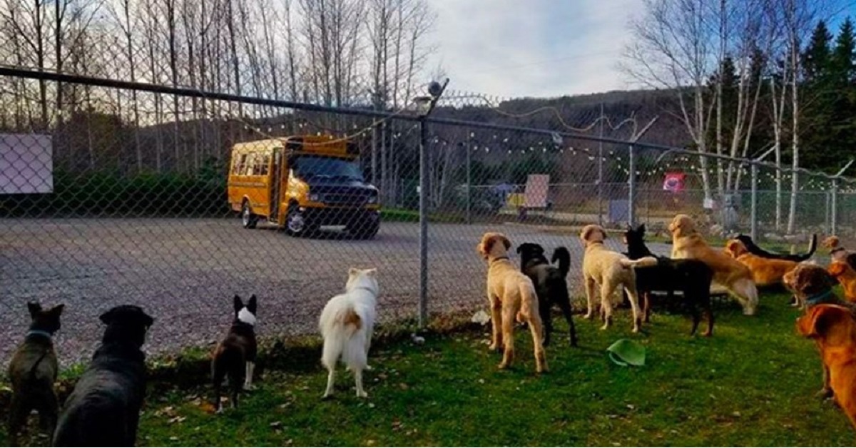 Cani in un asilo? da oggi non solo, esiste anche il servizio di trasporto