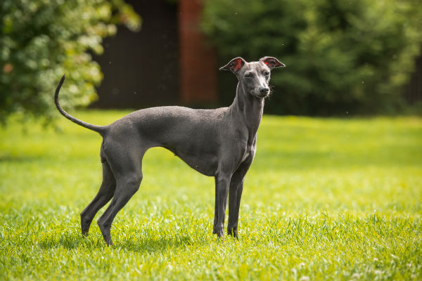 cane in giardino