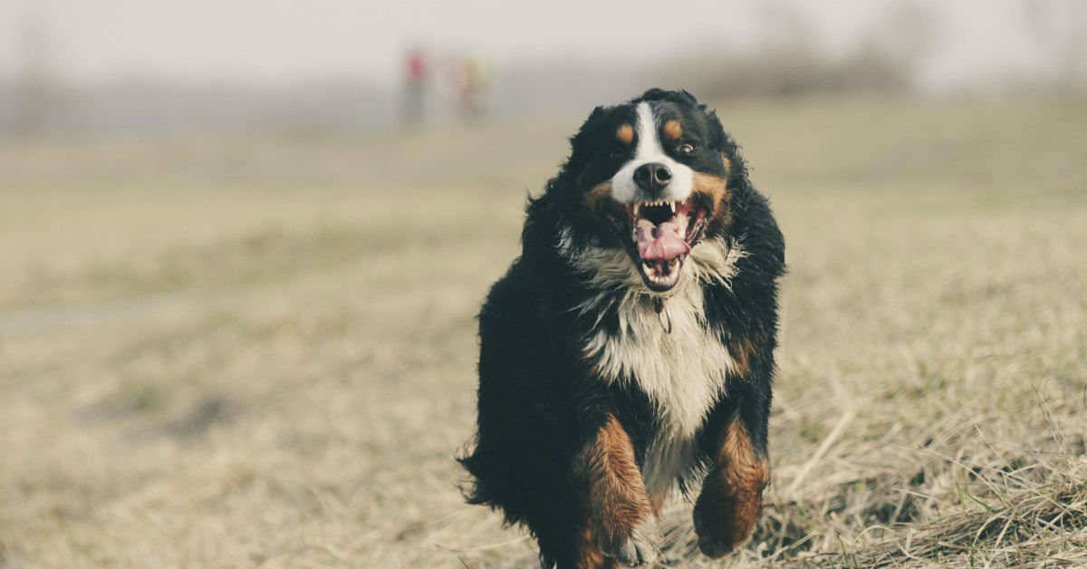 I cani più veloci al mondo: ecco le razze che corrono come il vento