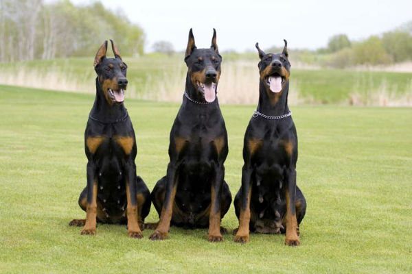 tre cani seduti