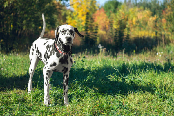 cane bianco e nero