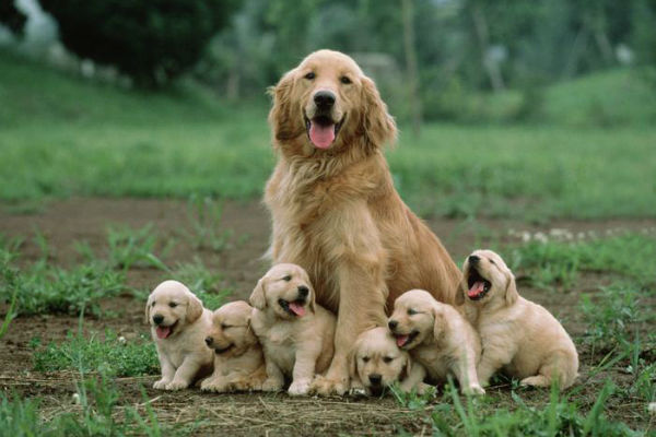 mamma e cuccioli