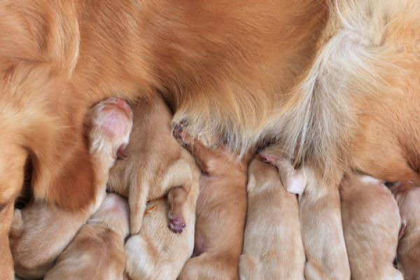 cuccioli e mamma