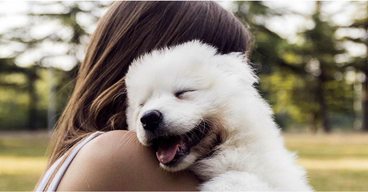 Cardiomiopatia dilatativa nel cane: cosa sapere e cosa fare