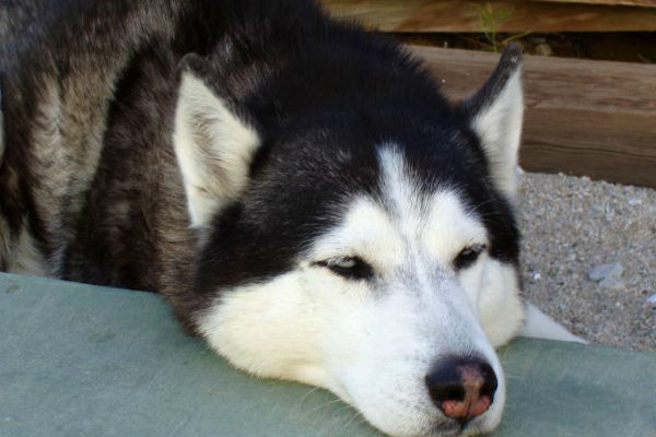 cane coricato