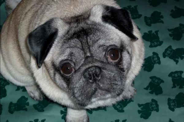 carlino piccolo
