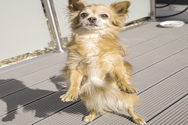 Insegnare al cane a saltare la corda,