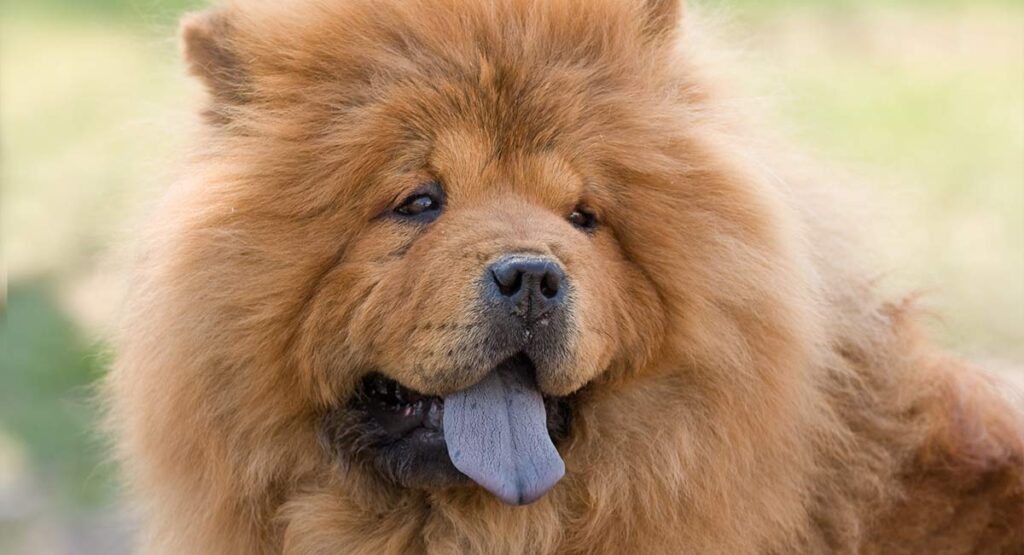 Esemplare di Chow Chow