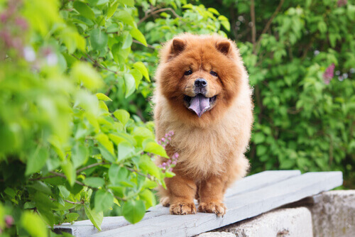 esemplare di chow chow