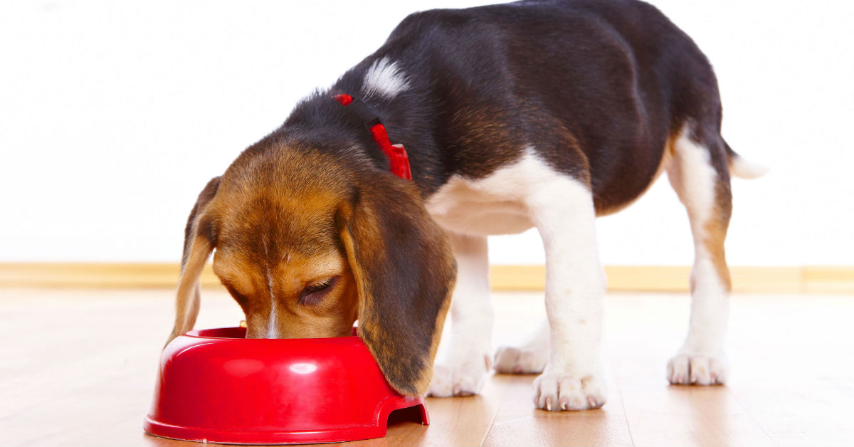 Ciotole per tutti i gusti! Qual è la migliore per il tuo cane?