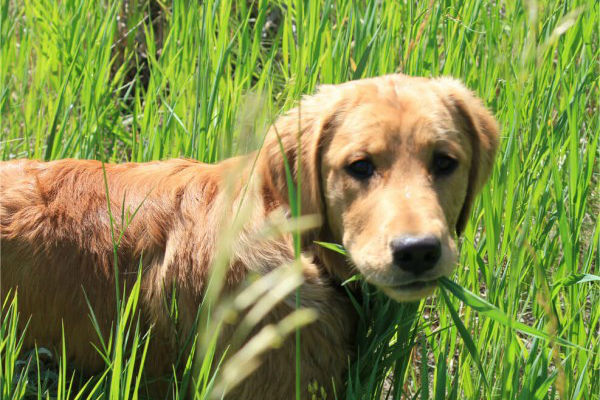 cane sul prato